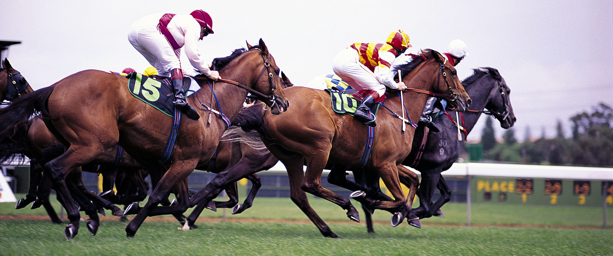 Bloodstock Agent Specialising In Horse Syndication